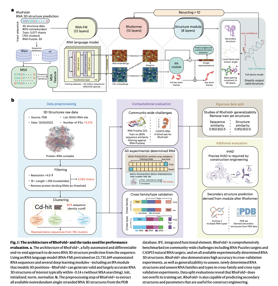 RhoFold+: A Deep Learning Framework for Accurate RNA 3D Structure Prediction from Sequences